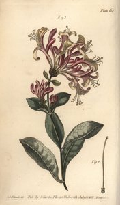 Caprifoglio, Lonicera caprifolium, Monogynia da Sydenham Teast Edwards