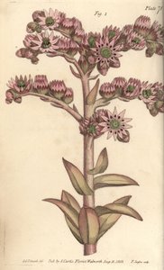 Semprevivo, Sempervivum tectorum, Dodecagynia, fiore ermafrodita con 12 pistilli (incisione a mano colorata di F. Sansom da un