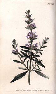 Issopo o issopo officinale da Sydenham Teast Edwards