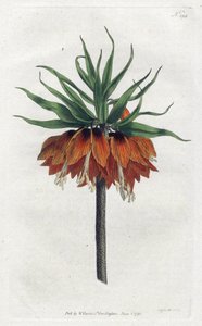 Fritillaria imperiale o Corona Imperiale