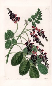 Indigofera Variete - Tavola incisa da S. Watts, da un