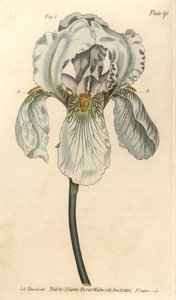 Iris florentina, Iris germanica nothovar (incisione a mano colorata di F. Sansom da un