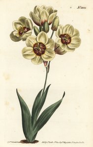 Ixia abbreviata (Ixia maculata v. ochroleuca). Incisione a mano colorata a rame di F. Sansom Jr. da un