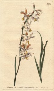 Ixia con venature bianche, gialle e arancioni da Sydenham Teast Edwards