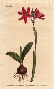 Ixia rosa della famiglia dei gigli sudafricani, descritta con bulbo e foglie da Sydenham Teast Edwards