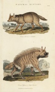 Sciacallo dorato e iena (sciacallo dorato, Canis aureus, e iena striata, Hyaena hyaena) (incisione a mano colorata di Sydenham Edwards dal Pantologia di John Mason Good) da Sydenham Teast Edwards