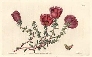 Portulaca a grandi fiori o cavaliere delle undici ore, nativa del Cile