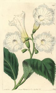 Cordia grandiflora