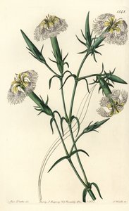 Garofano del Libano (specie in pericolo) - Dianthus libanotis. Specie in pericolo. Incisione a mano colorata a rame di S. Watts da un