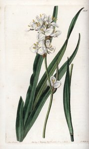Libertia, endemica del Cile (incisione di S.Watts, illustrazione di Sarah Anne Drake, dal Botanical Register di Sydenham Edwards) da Sydenham Teast Edwards