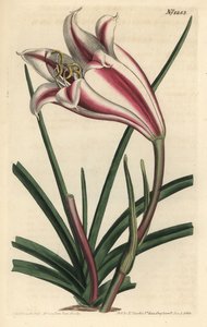 Varietà di giglio - Giglio della costa del Capo, Crinum ornatum da Sydenham Teast Edwards