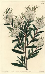 Hakea a foglie lineari - Hakea linearis