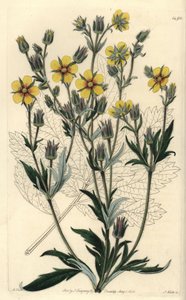 Varietà di potentilla a foglie lunghe - Potentilla longifolia da Sydenham Teast Edwards