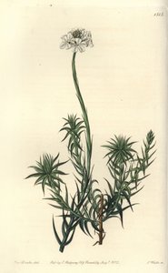 Sphenotoma a foglie lunghe, Sphenotoma capitatum da Sydenham Teast Edwards