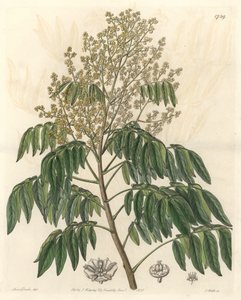 Longanier, originario della Cina - S. Watts acqua forte da un