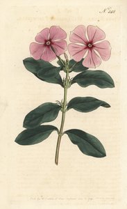 Pervinca del Madagascar, Catharanthus roseus (Vinca rosea) da Sydenham Teast Edwards