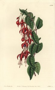Fucsia magellanica da Sydenham Teast Edwards