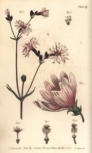 Malva, Malva sylvestris da Sydenham Teast Edwards