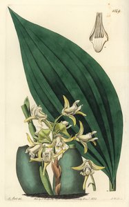 Maxillaria palmifolia