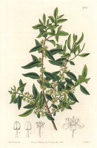 Maytenus boaria (maiten), endemica dell