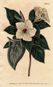 Melhania di Sant