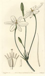 Stella messicana da Sydenham Teast Edwards
