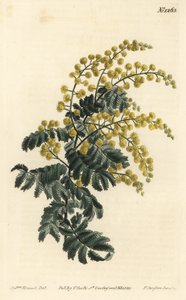 Mimosa pubescente