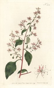 Fiore della zanzara o Lopezia messicana, Lopezia racemosa da Sydenham Teast Edwards