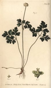Radice di muschio, Adoxa moschatellina, Tetragynia, fiore 1 e pistilli 2,3