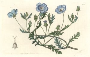 Namophile maculee, originaria della California - Acquaforte di S. Watts da un