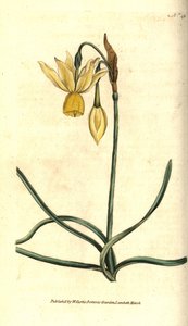Narciso triandrus da Sydenham Teast Edwards