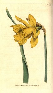 Narciso - Narciso spagnolo, Narcissus hispanicus da Sydenham Teast Edwards