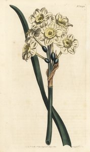 Narciso a bouquet - Narciso a fiori a grappolo, Narcissus tazetta (Narciso da giardino a coppa pallida; Narcissus orientalis) - Incisione a mano colorata a rame di F. Sansom Jr. da un