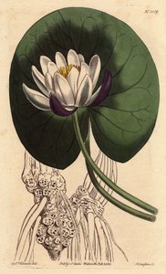 Ninfea con grande fiore bianco davanti alla sua foglia rotonda da Sydenham Teast Edwards