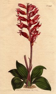 Orchidea Neottie con fiore ghiacciato, colore rosa e cremisi, nativa della Giamaica (incisione a mano colorata di Sydenham Edwards) da Sydenham Teast Edwards