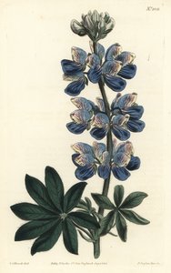 Lupino di Nootka - Lupino di Nootka-Sound, Lupinus nootkatensis