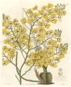Orchidea (Oncidium ampliatum), con fiori gialli, originaria della Nuova Zelanda - Acquaforte di S. Watts da un