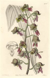 Orchidea Catasetum, fiori bicolori, nativa della Guyana da Sydenham Teast Edwards