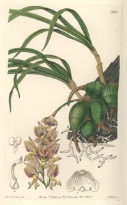 Orchidea Grobya, con fiori gialli e viola, nativa del Brasile da Sydenham Teast Edwards