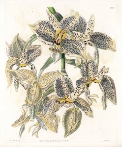 Orchidea: varietà di Stanhopea, neotropicale da Sydenham Teast Edwards