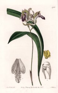 Orchidea: varietà di Bletia d