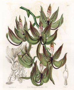 Orchidea: varietà di Cycnoche