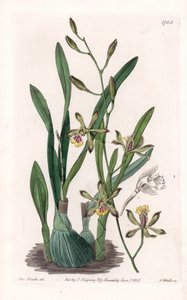 Orchidea: epidendro gracile - Tavola incisa da S. Watts, da un