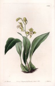 Orchidea: mascella a grappoli