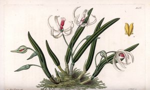 Orchidea: varietà miniatura di leptotes (incisione di S.Watts, illustrazione di Sarah Anne Drake, dal Botanical Register di Sydenham Edwards) da Sydenham Teast Edwards