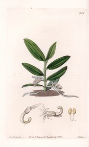 Orchidea: varietà di camphylocentrum da Sydenham Teast Edwards