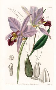 Orchidea: varietà di laelia da Sydenham Teast Edwards