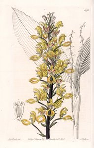 Orchidea: varietà di Govenia da Sydenham Teast Edwards