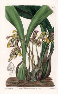 Orchidea: varietà di Maxillaria, nativa del Sud America da Sydenham Teast Edwards
