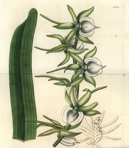 Varietà di orchidea delle Isole dell
